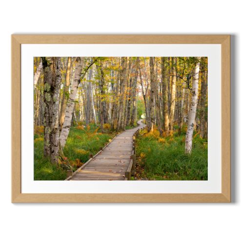 Print from Acadia National Park titled Jesup Path in Fall Color